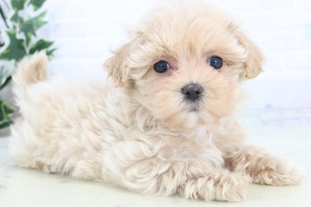 山口県のマルプー(マルチーズ×プードル) (Coo&RIKUシーモール下関店/2025年11月15日生まれ/女の子/クリーム)の子犬の2枚目の画像