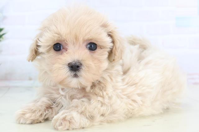 山口県のマルプー(マルチーズ×プードル) (Coo&RIKUシーモール下関店/2025年11月15日生まれ/女の子/クリーム)の子犬の3枚目の画像
