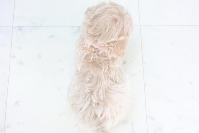山口県のマルプー(マルチーズ×プードル) (Coo&RIKUシーモール下関店/2025年11月15日生まれ/女の子/クリーム)の子犬の4枚目の画像