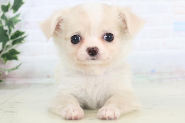 福岡県のチワワ(ロング) (Coo&RIKUゆめタウン飯塚店/2025年11月15日生まれ/女の子/クリームホワイト)の子犬の1枚目の画像