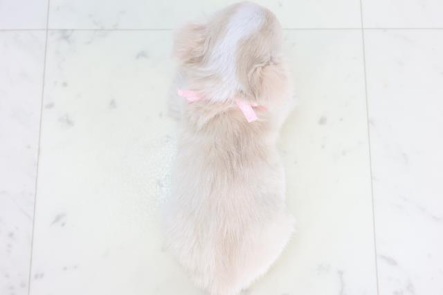 福岡県のチワワ(ロング) (Coo&RIKUゆめタウン飯塚店/2025年11月15日生まれ/女の子/クリームホワイト)の子犬の4枚目の画像