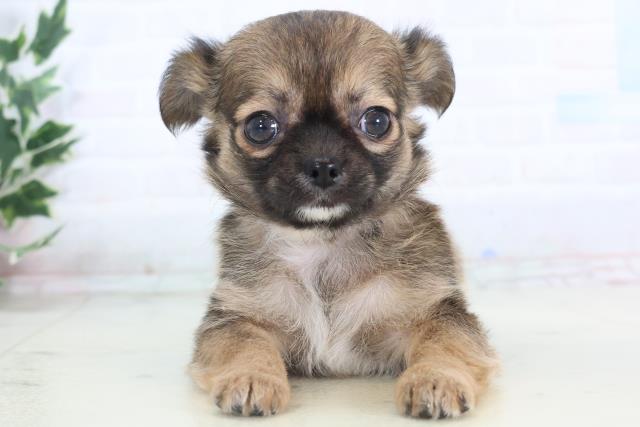 福岡県のチワワ(ロング) (Coo&RIKUゆめタウン飯塚店/2025年11月15日生まれ/女の子/フォーンホワイト)の子犬の1枚目の画像