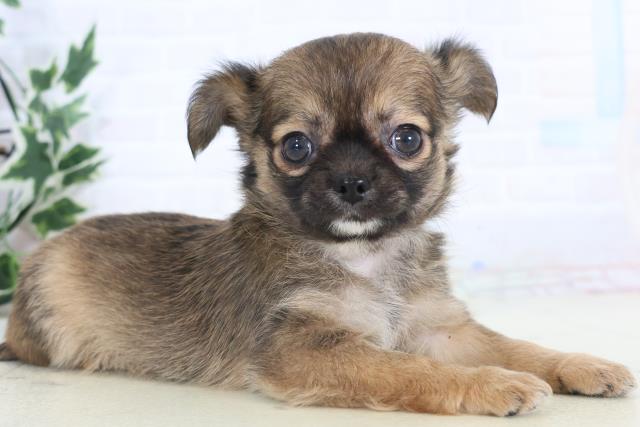 福岡県のチワワ(ロング) (Coo&RIKUゆめタウン飯塚店/2025年11月15日生まれ/女の子/フォーンホワイト)の子犬の2枚目の画像