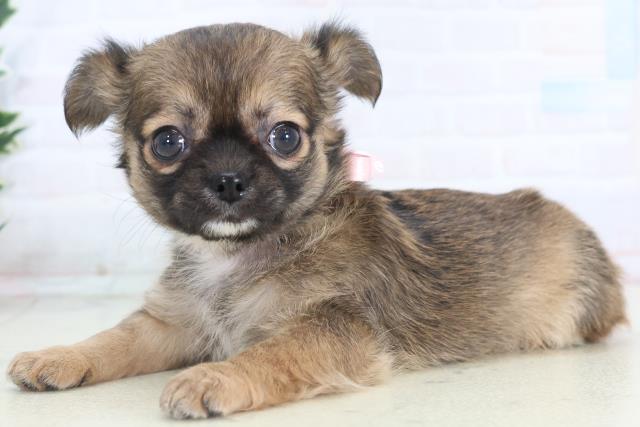 福岡県のチワワ(ロング) (Coo&RIKUゆめタウン飯塚店/2025年11月15日生まれ/女の子/フォーンホワイト)の子犬の3枚目の画像