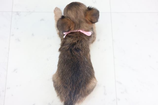 福岡県のチワワ(ロング) (Coo&RIKUゆめタウン飯塚店/2025年11月15日生まれ/女の子/フォーンホワイト)の子犬の4枚目の画像