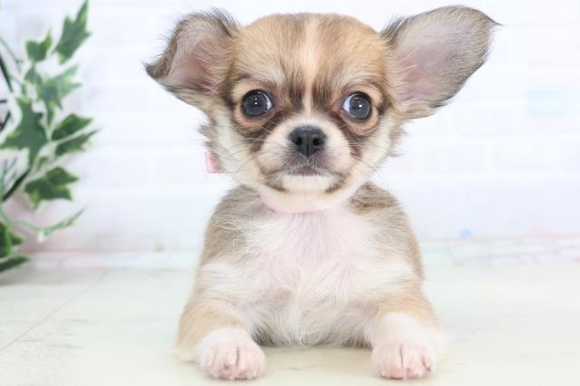 広島県のチワワ(ロング) (Coo&RIKU福山店/2025年11月15日生まれ/女の子/フォーンホワイト)の子犬の1枚目の画像