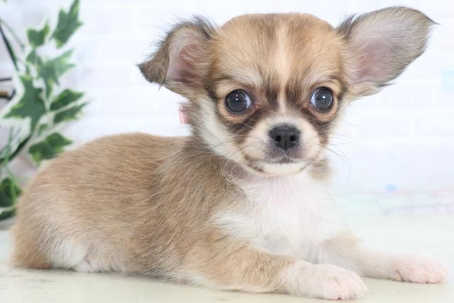 広島県のチワワ(ロング) (Coo&RIKU福山店/2025年11月15日生まれ/女の子/フォーンホワイト)の子犬の2枚目の画像