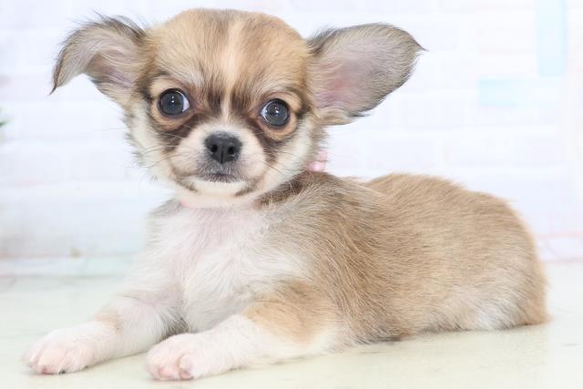 広島県のチワワ(ロング) (Coo&RIKU福山店/2025年11月15日生まれ/女の子/フォーンホワイト)の子犬の3枚目の画像