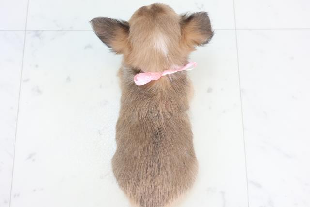 広島県のチワワ(ロング) (Coo&RIKU福山店/2025年11月15日生まれ/女の子/フォーンホワイト)の子犬の4枚目の画像