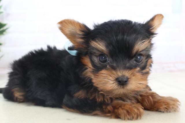 鹿児島県のヨークシャーテリア (Coo&RIKU鹿児島店/2025年11月15日生まれ/男の子/スチールブルータン)の子犬の2枚目の画像