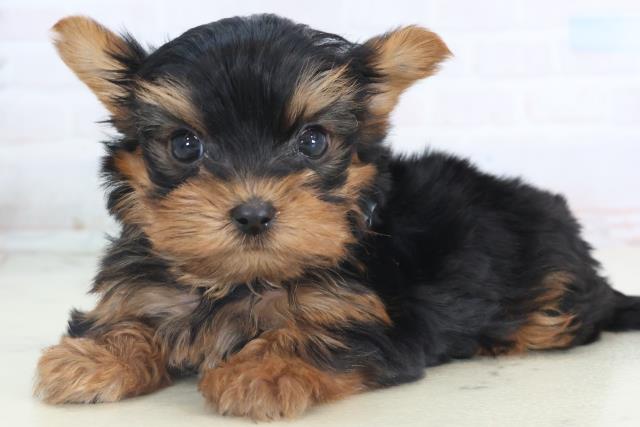 鹿児島県のヨークシャーテリア (Coo&RIKU鹿児島店/2025年11月15日生まれ/男の子/スチールブルータン)の子犬の3枚目の画像