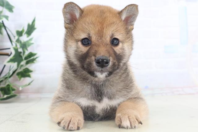 静岡県の柴犬(標準サイズ) (Coo&RIKU藤枝店/2025年11月14日生まれ/男の子/赤)の子犬の1枚目の画像