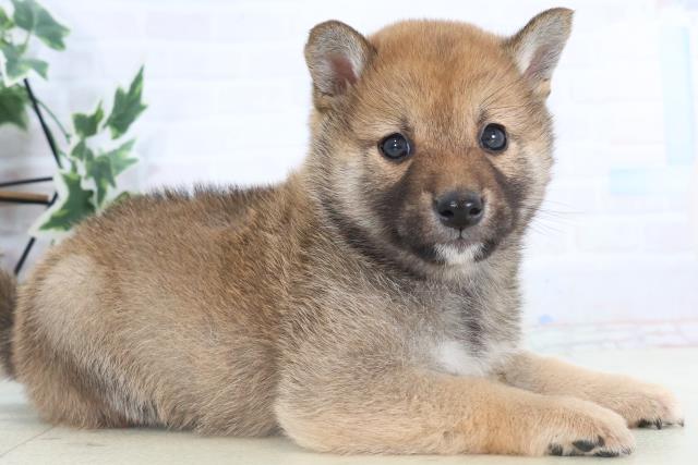 静岡県の柴犬(標準サイズ) (Coo&RIKU藤枝店/2025年11月14日生まれ/男の子/赤)の子犬の2枚目の画像