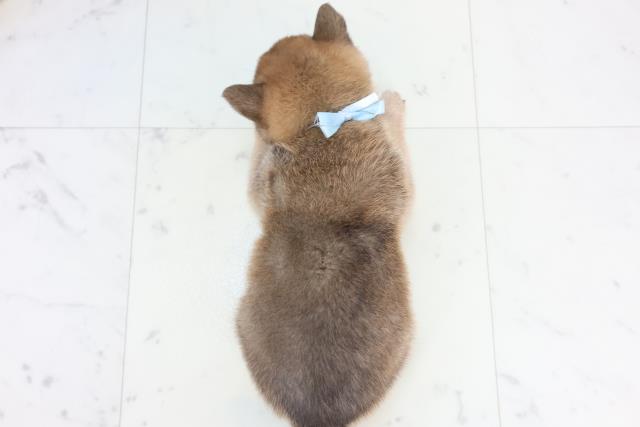 静岡県の柴犬(標準サイズ) (Coo&RIKU藤枝店/2025年11月14日生まれ/男の子/赤)の子犬の4枚目の画像