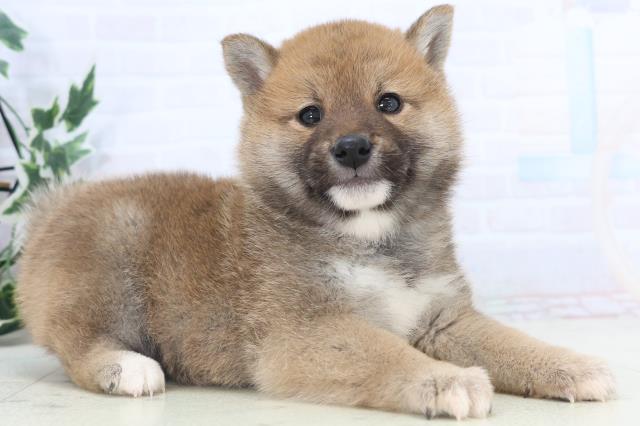 島根県の柴犬(標準サイズ) (Coo&RIKU出雲店/2025年11月14日生まれ/男の子/赤)の子犬の2枚目の画像