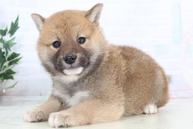 島根県の柴犬(標準サイズ) (Coo&RIKU出雲店/2025年11月14日生まれ/男の子/赤)の子犬の3枚目の画像