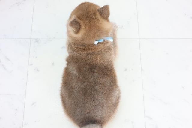 島根県の柴犬(標準サイズ) (Coo&RIKU出雲店/2025年11月14日生まれ/男の子/赤)の子犬の4枚目の画像