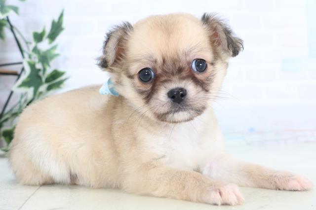 島根県のチワワ(ロング) (Coo&RIKU出雲店/2025年11月15日生まれ/男の子/フォーンホワイト)の子犬の2枚目の画像