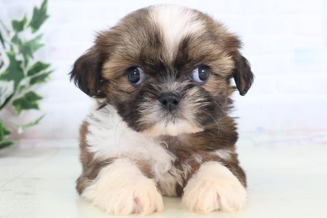 広島県のシーズー (Coo&RIKU広島中央店/2025年11月15日生まれ/女の子/ゴールドホワイト)の子犬