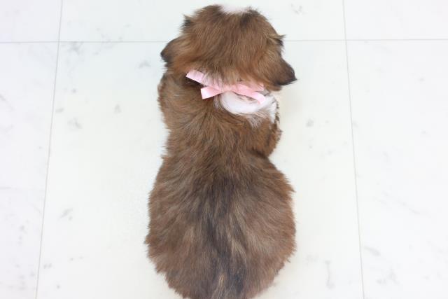 広島県のシーズー (Coo&RIKU広島中央店/2025年11月15日生まれ/女の子/ゴールドホワイト)の子犬の4枚目の画像