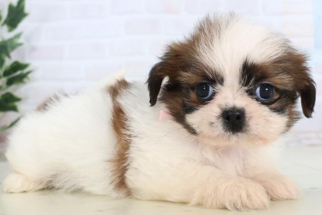 広島県のシーズー (Coo&RIKU東広島店/2025年11月15日生まれ/女の子/ゴールドホワイト)の子犬の2枚目の画像