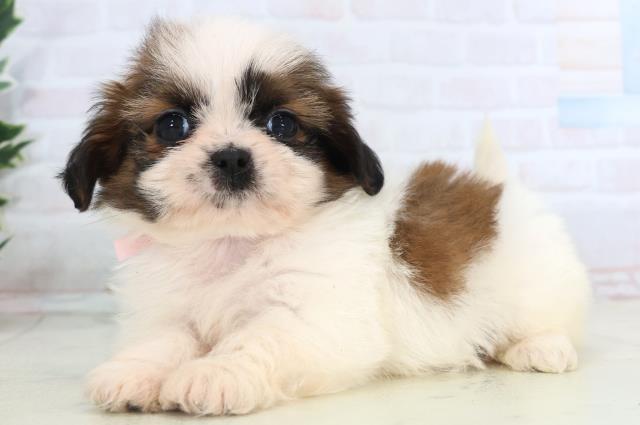 広島県のシーズー (Coo&RIKU東広島店/2025年11月15日生まれ/女の子/ゴールドホワイト)の子犬の3枚目の画像