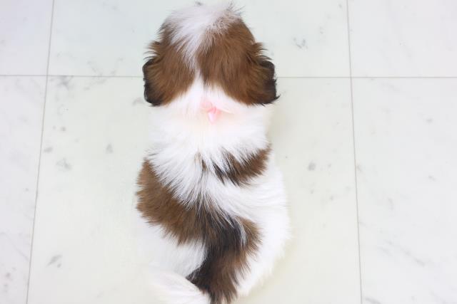 広島県のシーズー (Coo&RIKU東広島店/2025年11月15日生まれ/女の子/ゴールドホワイト)の子犬の4枚目の画像