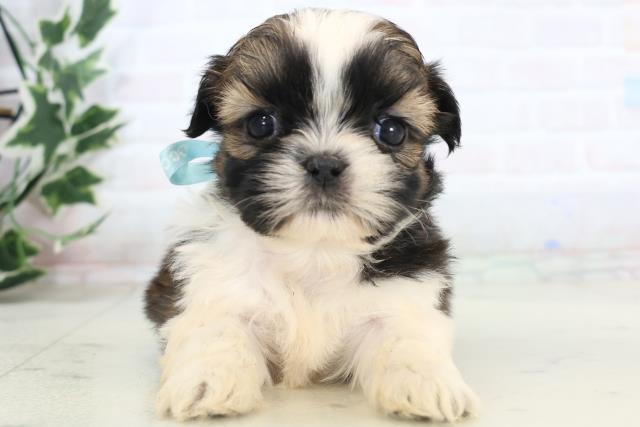 福岡県のシーズー (Coo&RIKUフォレストシティ春日店/2025年11月15日生まれ/男の子/ゴールドホワイト)の子犬の1枚目の画像