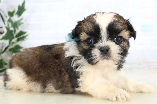 福岡県のシーズー (Coo&RIKUフォレストシティ春日店/2025年11月15日生まれ/男の子/ゴールドホワイト)の子犬の2枚目の画像