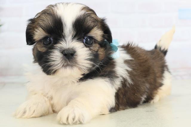 福岡県のシーズー (Coo&RIKUフォレストシティ春日店/2025年11月15日生まれ/男の子/ゴールドホワイト)の子犬の3枚目の画像