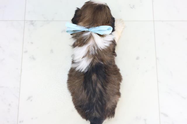 福岡県のシーズー (Coo&RIKUフォレストシティ春日店/2025年11月15日生まれ/男の子/ゴールドホワイト)の子犬の4枚目の画像