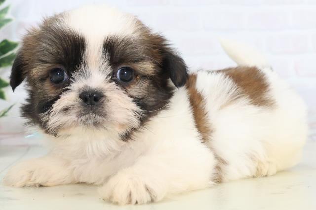 徳島県のシーズー (Coo&RIKU徳島店/2025年11月15日生まれ/男の子/ゴールドホワイト)の子犬の3枚目の画像