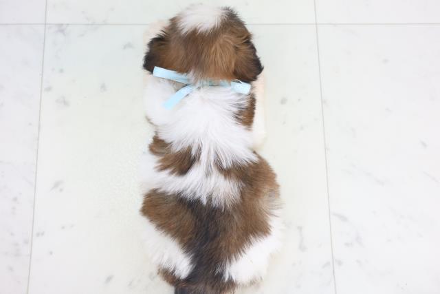 徳島県のシーズー (Coo&RIKU徳島店/2025年11月15日生まれ/男の子/ゴールドホワイト)の子犬の4枚目の画像