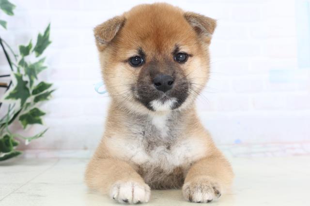 広島県の柴犬(標準サイズ) (Coo&RIKU東広島店/2025年11月15日生まれ/男の子/赤)の子犬の1枚目の画像