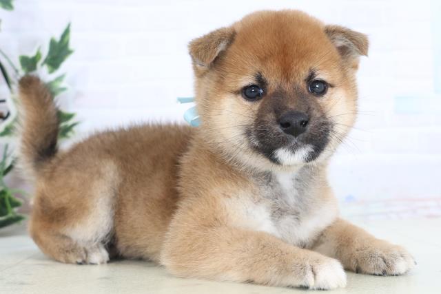 広島県の柴犬(標準サイズ) (Coo&RIKU東広島店/2025年11月15日生まれ/男の子/赤)の子犬の2枚目の画像