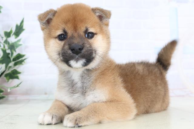 広島県の柴犬(標準サイズ) (Coo&RIKU東広島店/2025年11月15日生まれ/男の子/赤)の子犬の3枚目の画像