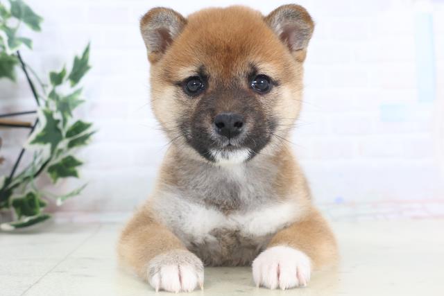 静岡県の柴犬(標準サイズ) (Coo&RIKU沼津店/2025年11月15日生まれ/女の子/赤)の子犬の1枚目の画像