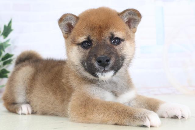 静岡県の柴犬(標準サイズ) (Coo&RIKU沼津店/2025年11月15日生まれ/女の子/赤)の子犬の2枚目の画像