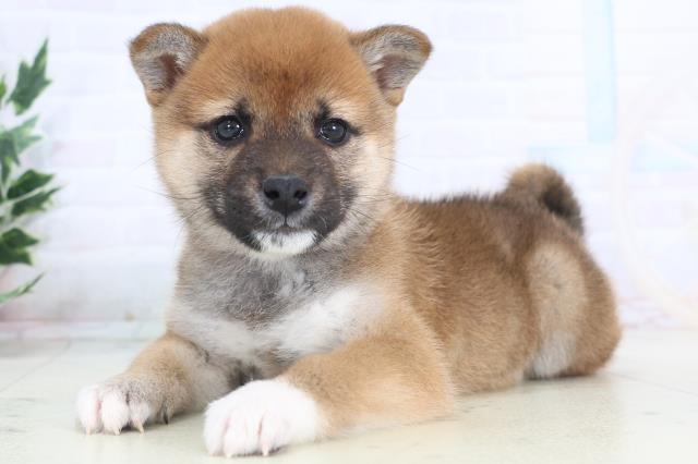 静岡県の柴犬(標準サイズ) (Coo&RIKU沼津店/2025年11月15日生まれ/女の子/赤)の子犬の3枚目の画像