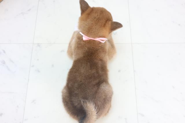 静岡県の柴犬(標準サイズ) (Coo&RIKU沼津店/2025年11月15日生まれ/女の子/赤)の子犬の4枚目の画像