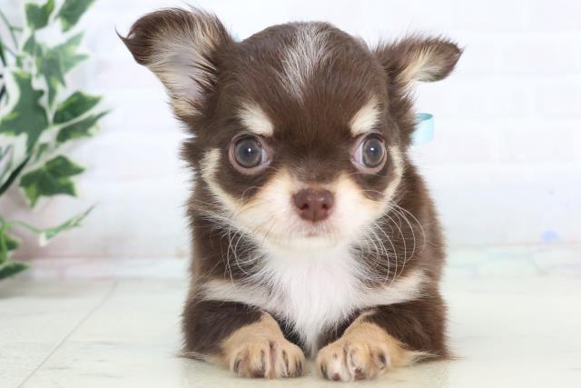 福岡県のチワワ(ロング) (Coo&RIKU小倉店/2025年11月15日生まれ/男の子/チョコレートタンホワイト)の子犬の1枚目の画像