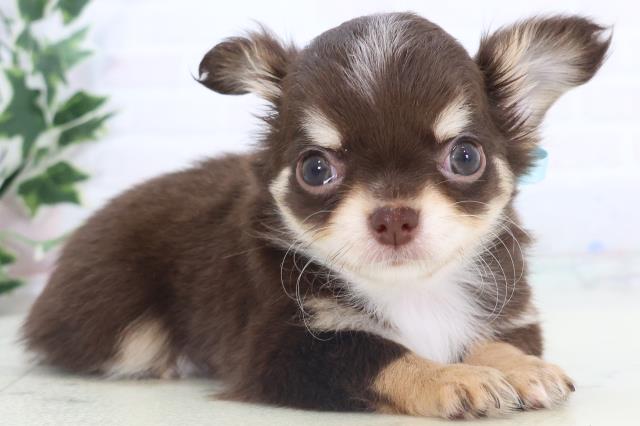 福岡県のチワワ(ロング) (Coo&RIKU小倉店/2025年11月15日生まれ/男の子/チョコレートタンホワイト)の子犬の2枚目の画像