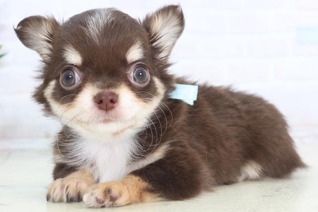 福岡県のチワワ(ロング) (Coo&RIKU小倉店/2025年11月15日生まれ/男の子/チョコレートタンホワイト)の子犬の3枚目の画像