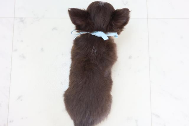 福岡県のチワワ(ロング) (Coo&RIKU小倉店/2025年11月15日生まれ/男の子/チョコレートタンホワイト)の子犬の4枚目の画像