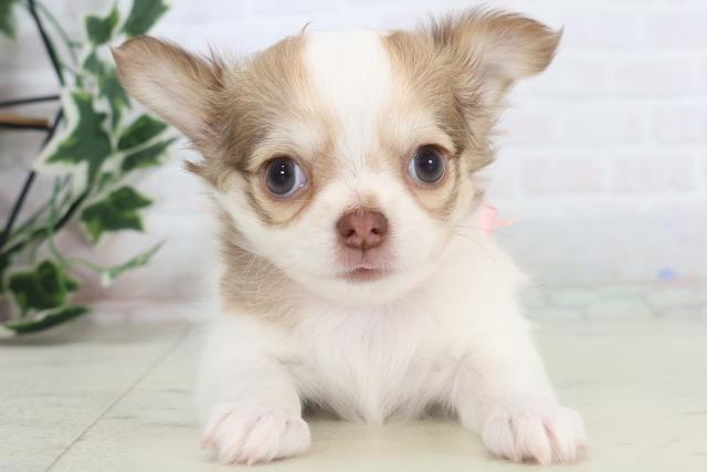 熊本県のチワワ(ロング) (Coo&RIKU熊本店/2025年11月15日生まれ/女の子/パーティーカラー)の子犬の1枚目の画像