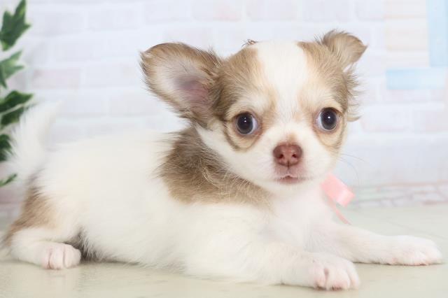 熊本県のチワワ(ロング) (Coo&RIKU熊本店/2025年11月15日生まれ/女の子/パーティーカラー)の子犬の2枚目の画像