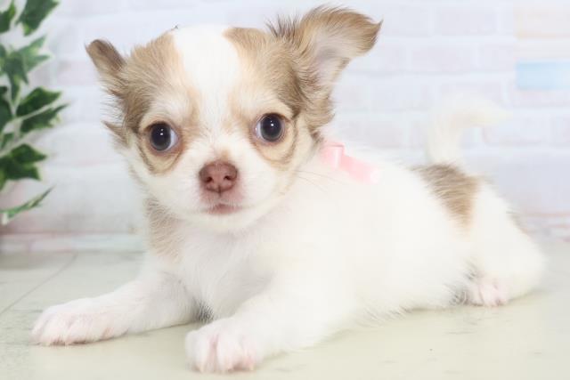 熊本県のチワワ(ロング) (Coo&RIKU熊本店/2025年11月15日生まれ/女の子/パーティーカラー)の子犬の3枚目の画像