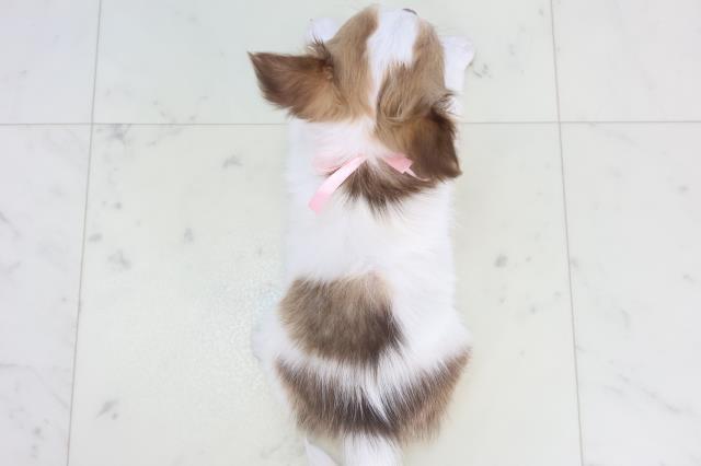 熊本県のチワワ(ロング) (Coo&RIKU熊本店/2025年11月15日生まれ/女の子/パーティーカラー)の子犬の4枚目の画像