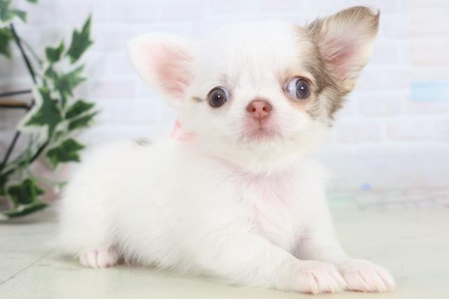 佐賀県のチワワ(ロング) (Coo&RIKU佐賀神埼店/2025年11月15日生まれ/女の子/パーティーカラー)の子犬の2枚目の画像