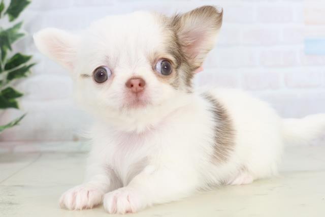 佐賀県のチワワ(ロング) (Coo&RIKU佐賀神埼店/2025年11月15日生まれ/女の子/パーティーカラー)の子犬の3枚目の画像